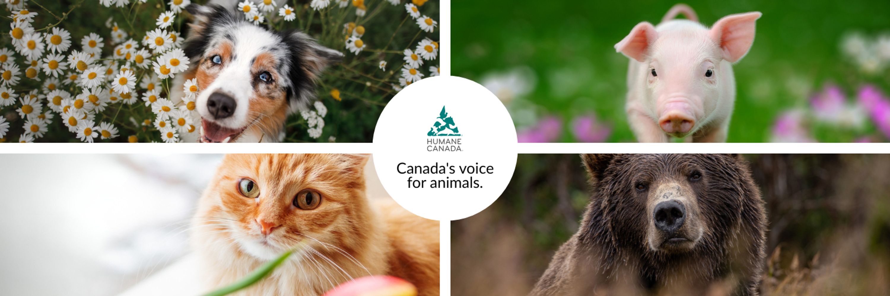 Humane Canada