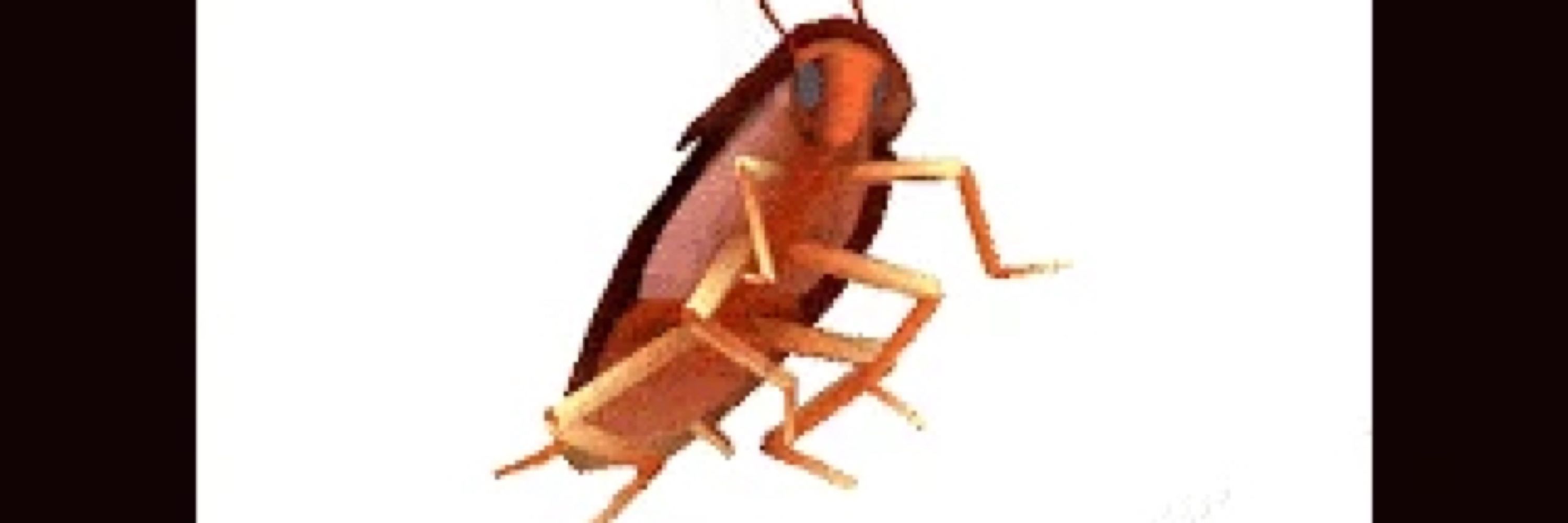 Hakuu