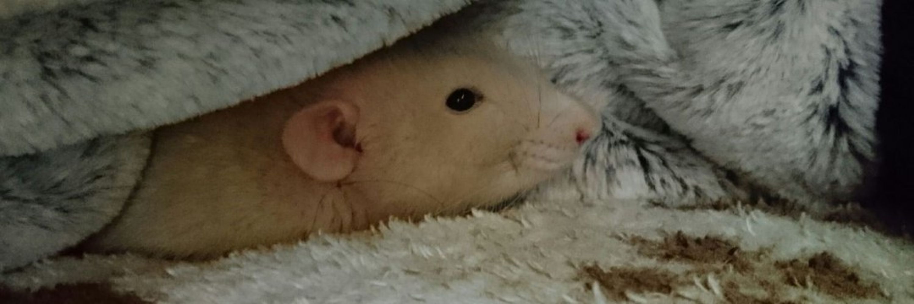 北の大地のハムスター💉💉💉💉(ﾌｧﾌｧﾓﾌｧ)🐹🏍️💨
