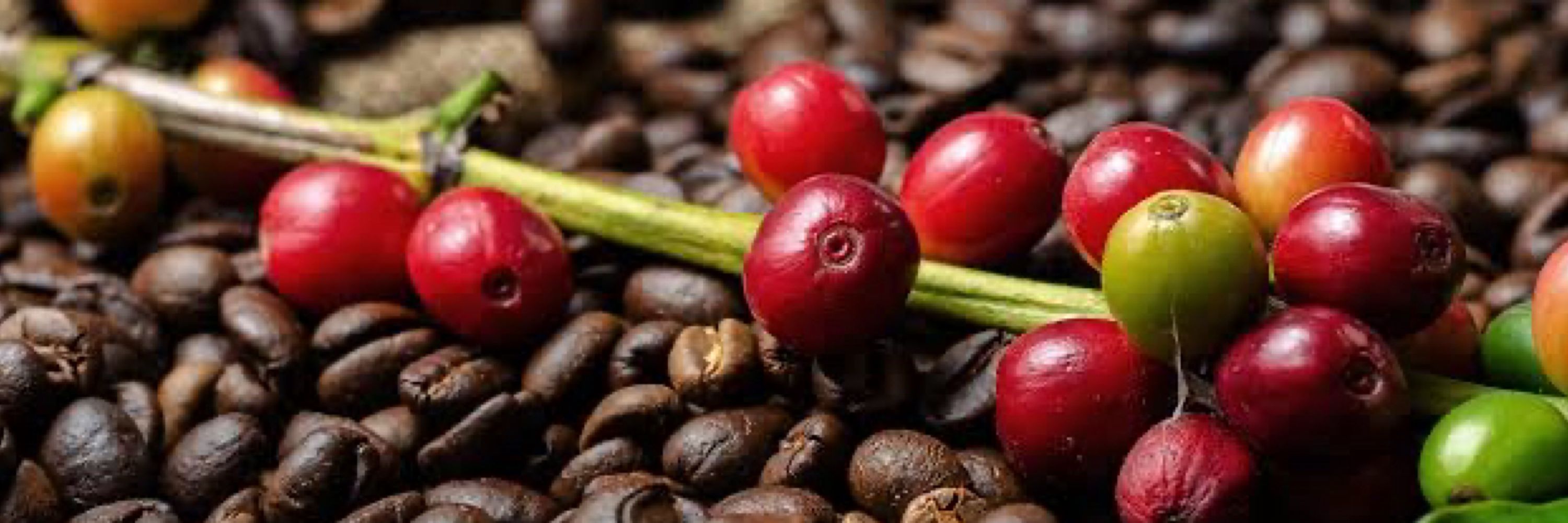 Dona Cafezeira 