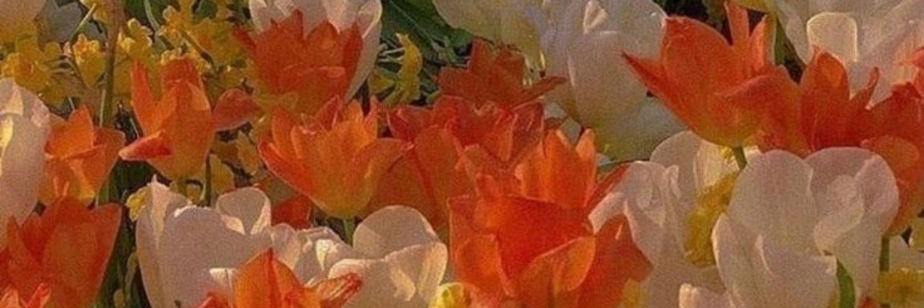 :ৡ⃪꫶⃗၇͜ᩘ🦋͜ᩘ၇⃪⃖ৡ࿔