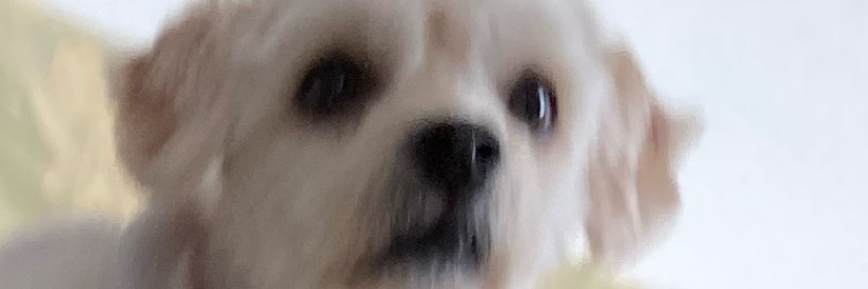 かたた