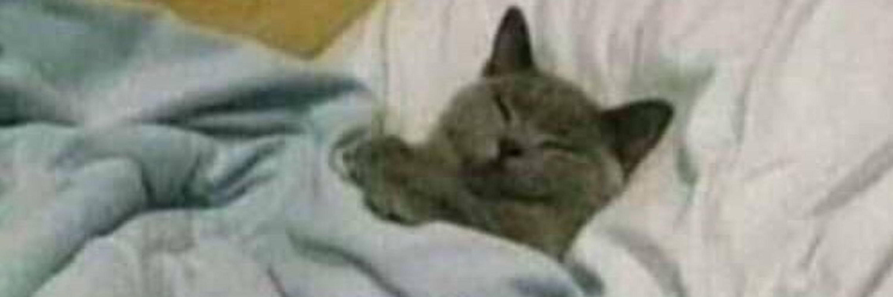 kaik 🐈‍⬛