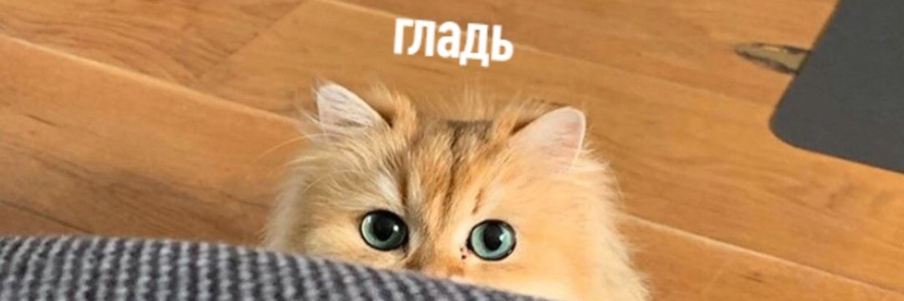Котик Социофобик