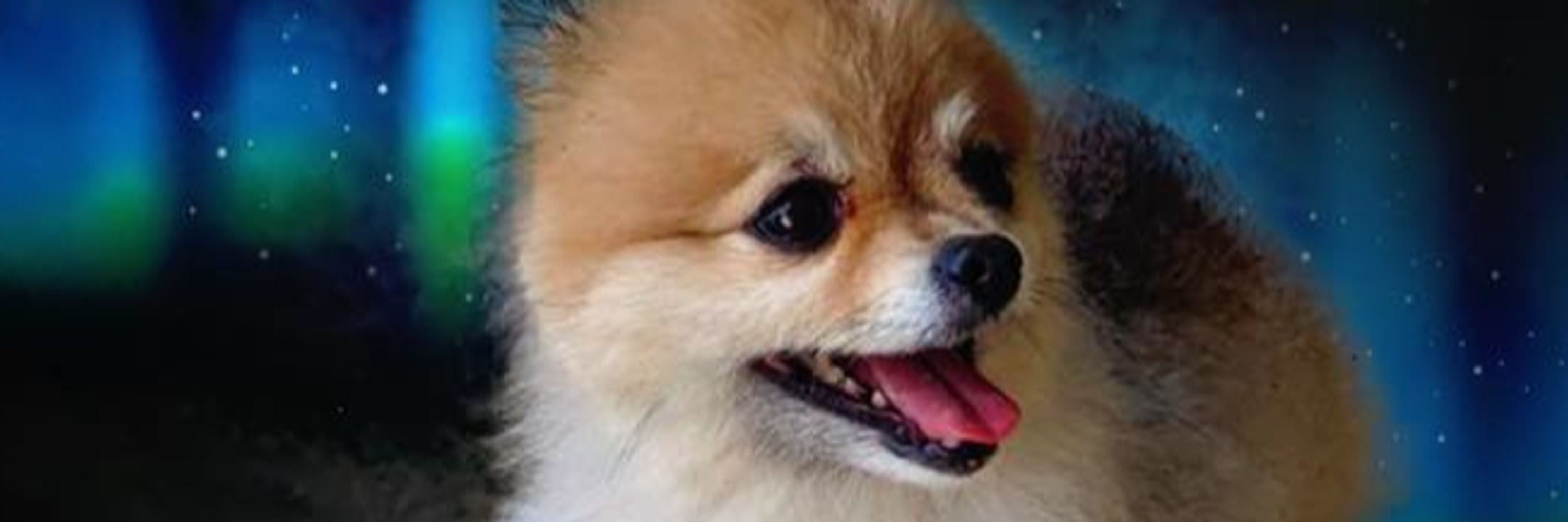 Koda