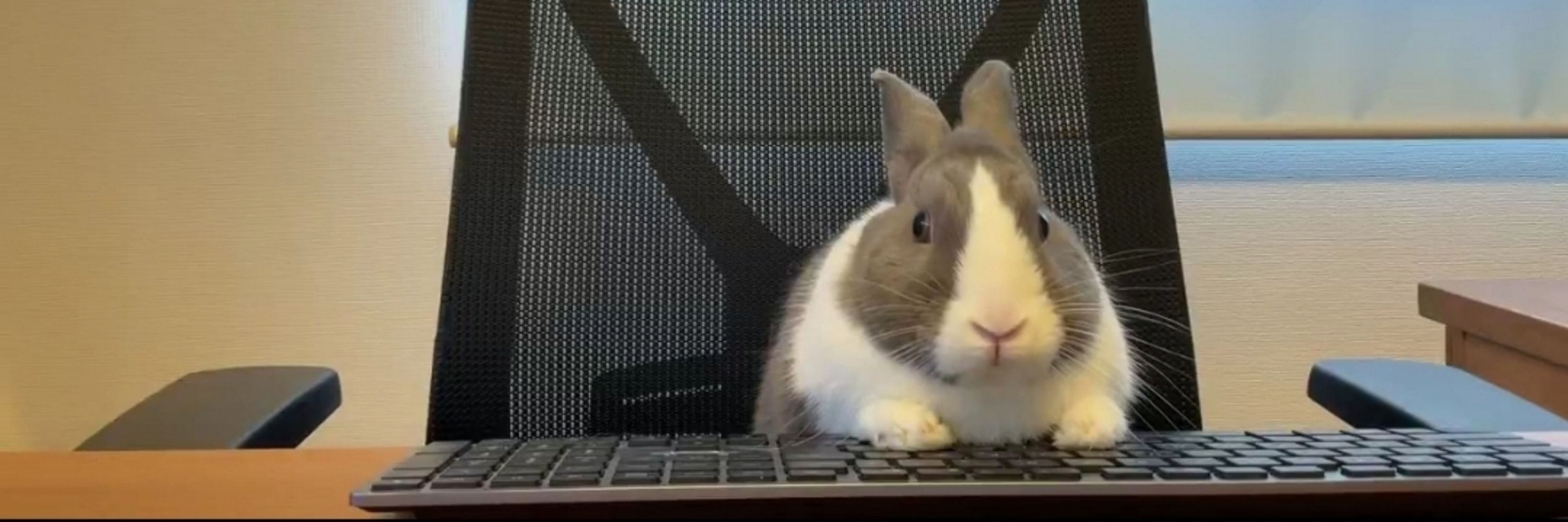 Yodox (That orange rabbit guy)