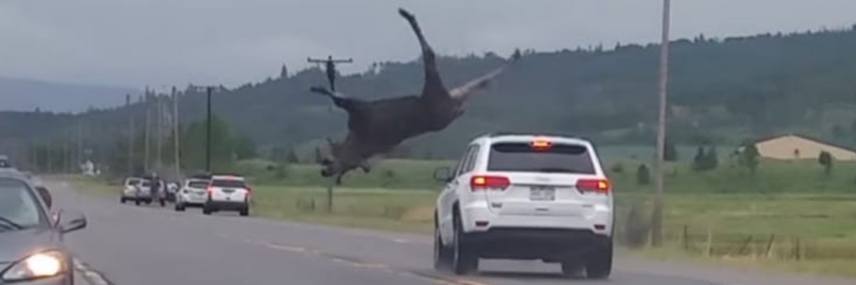 thicc mothman