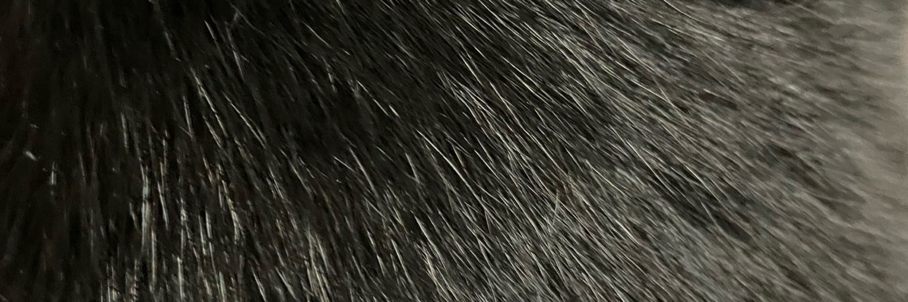 散葉雪。