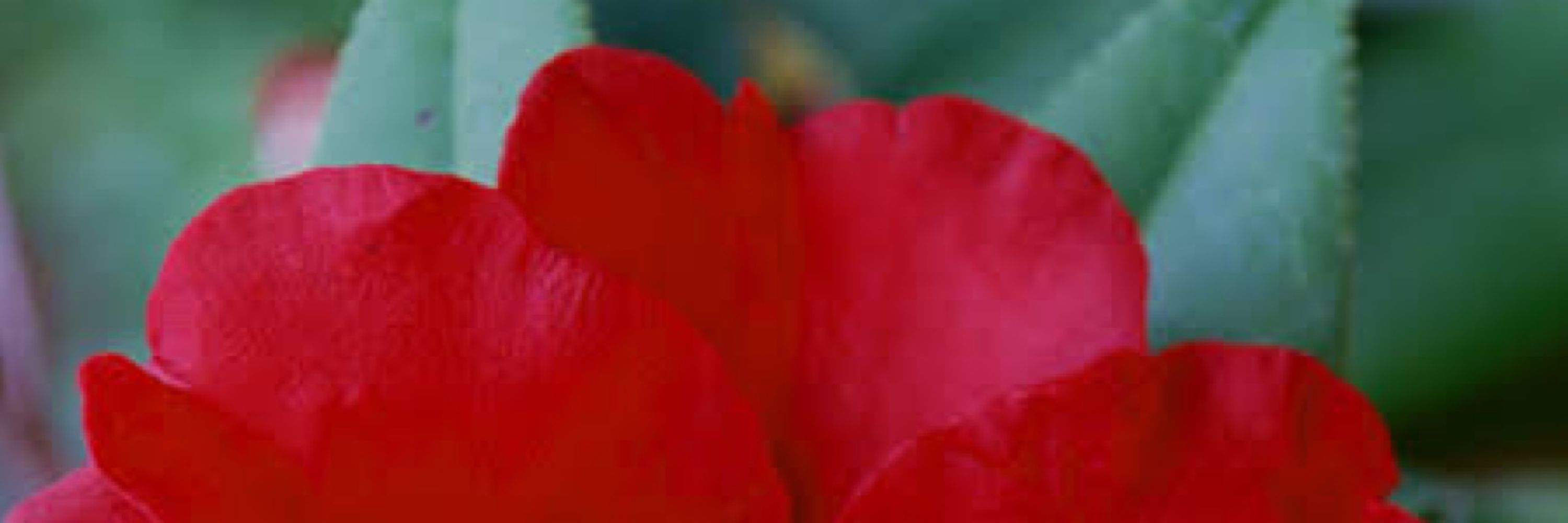 Fua