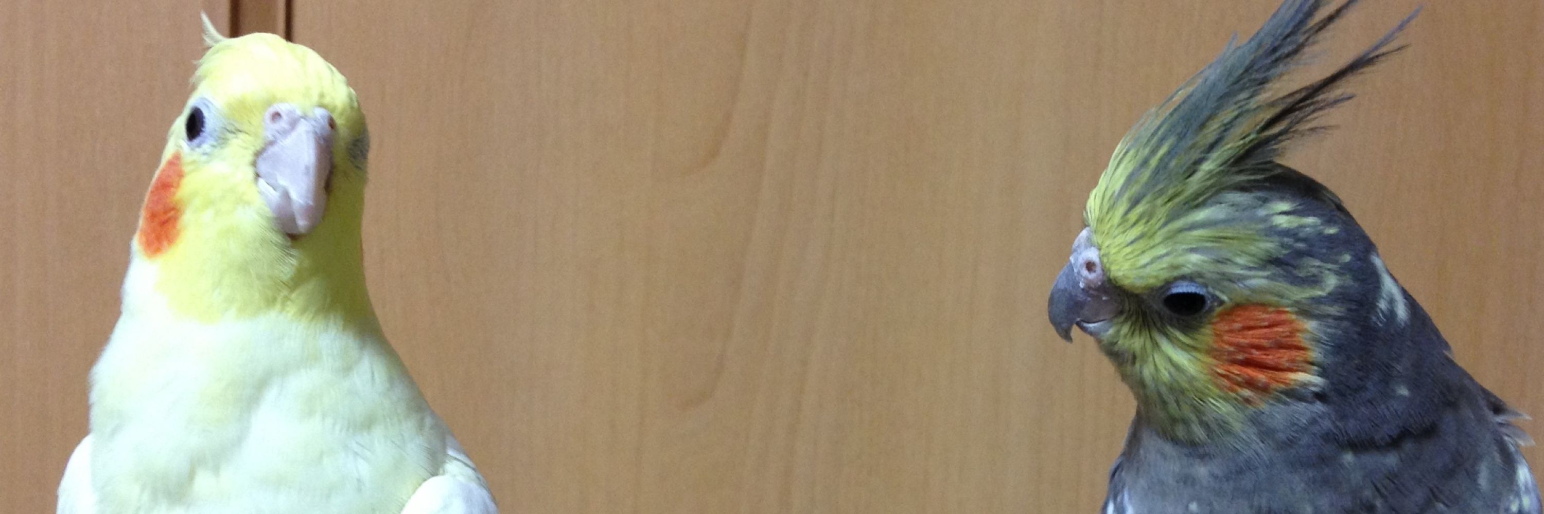 亜樹　ちるはるひなふくすなはちみつ