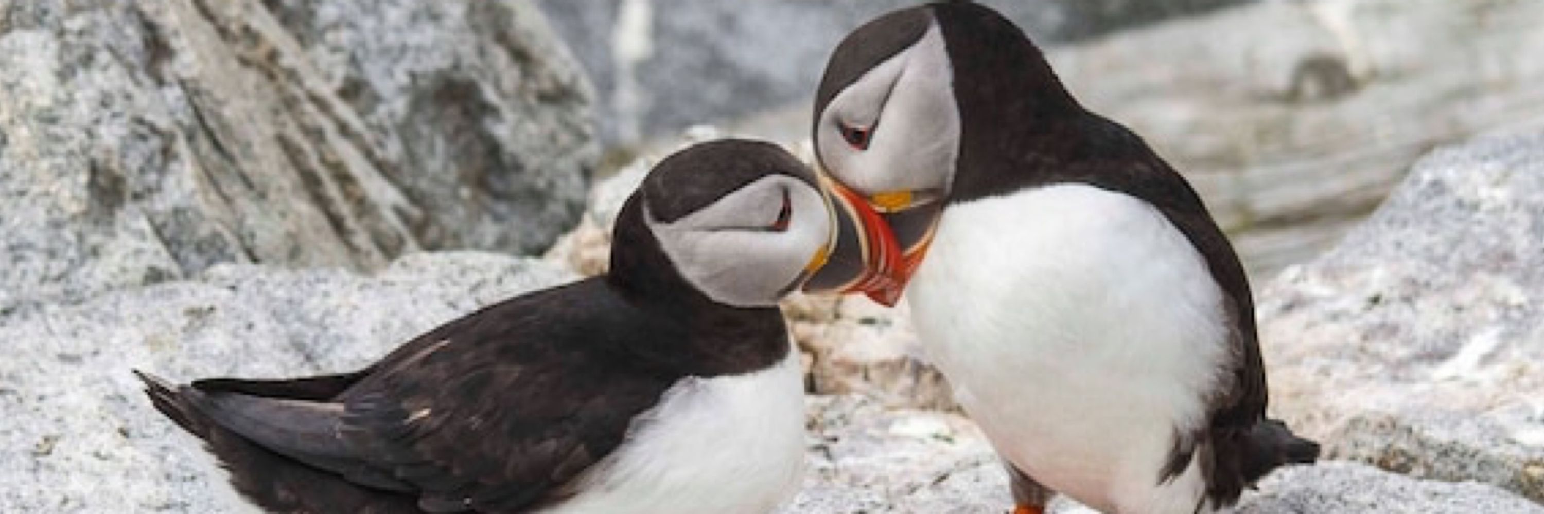  Sweet Puffins