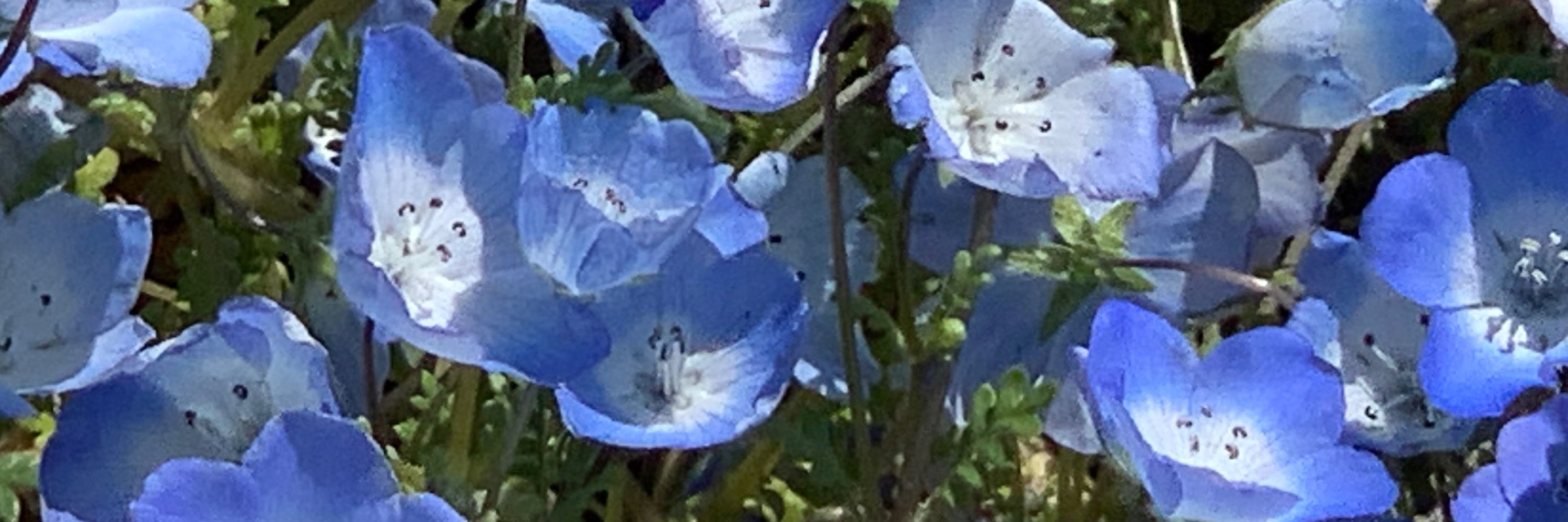 九重き🦋