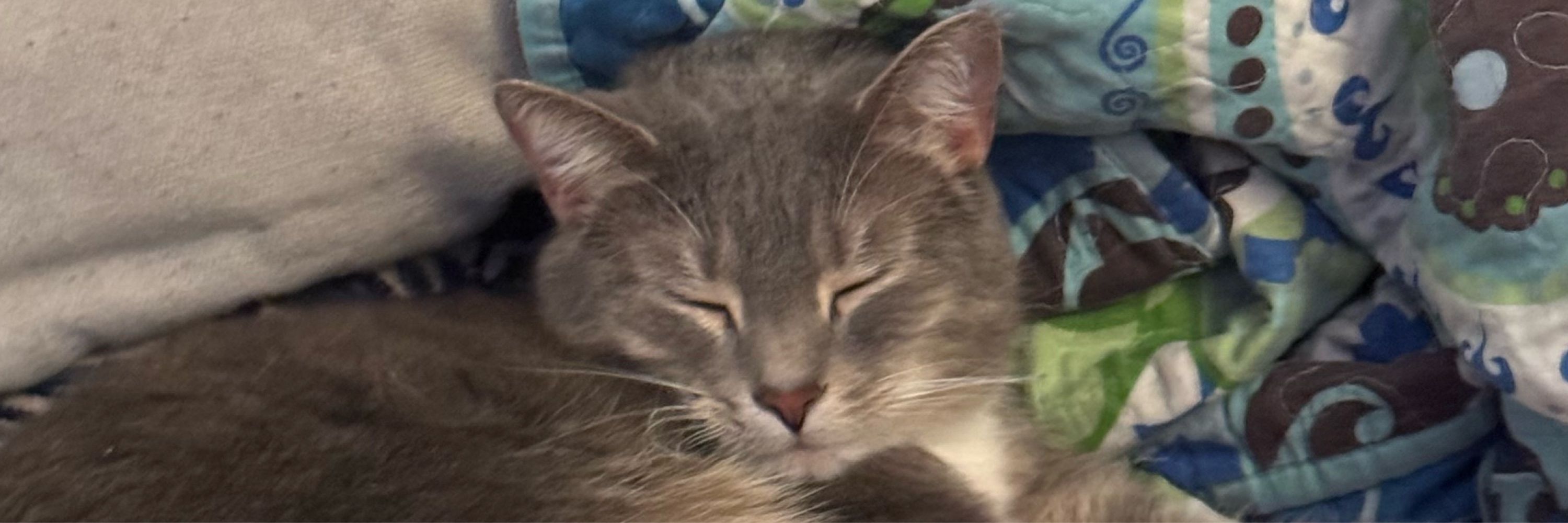 Mav