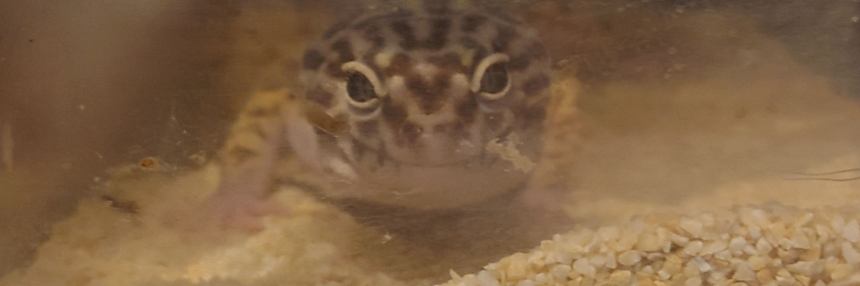ぽ太郎