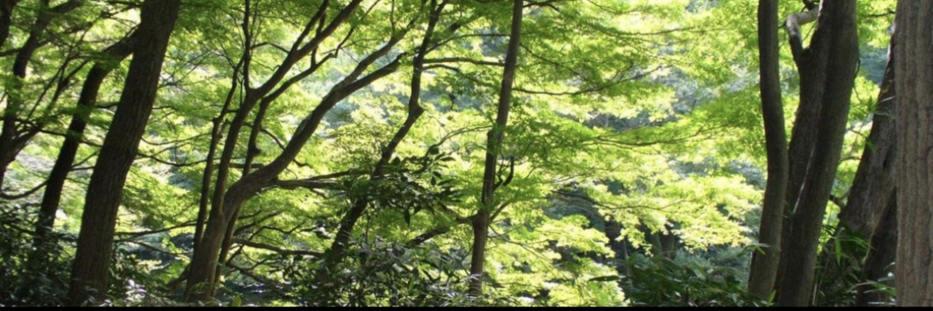 みずぎり