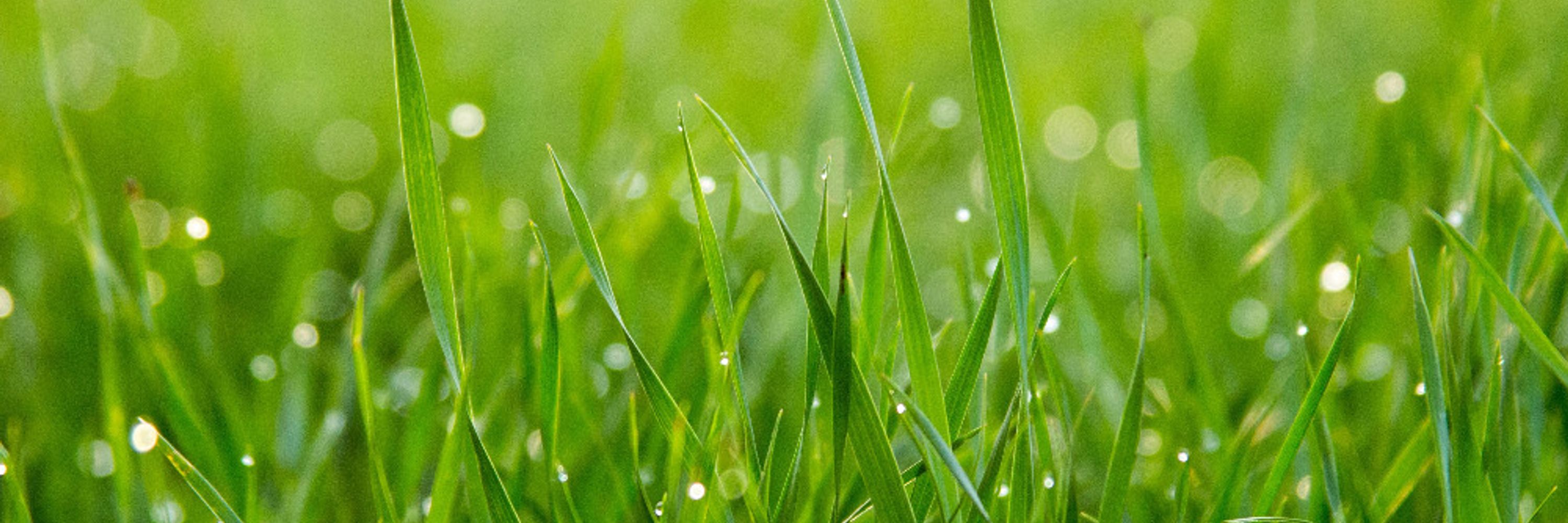 Gras & Steine