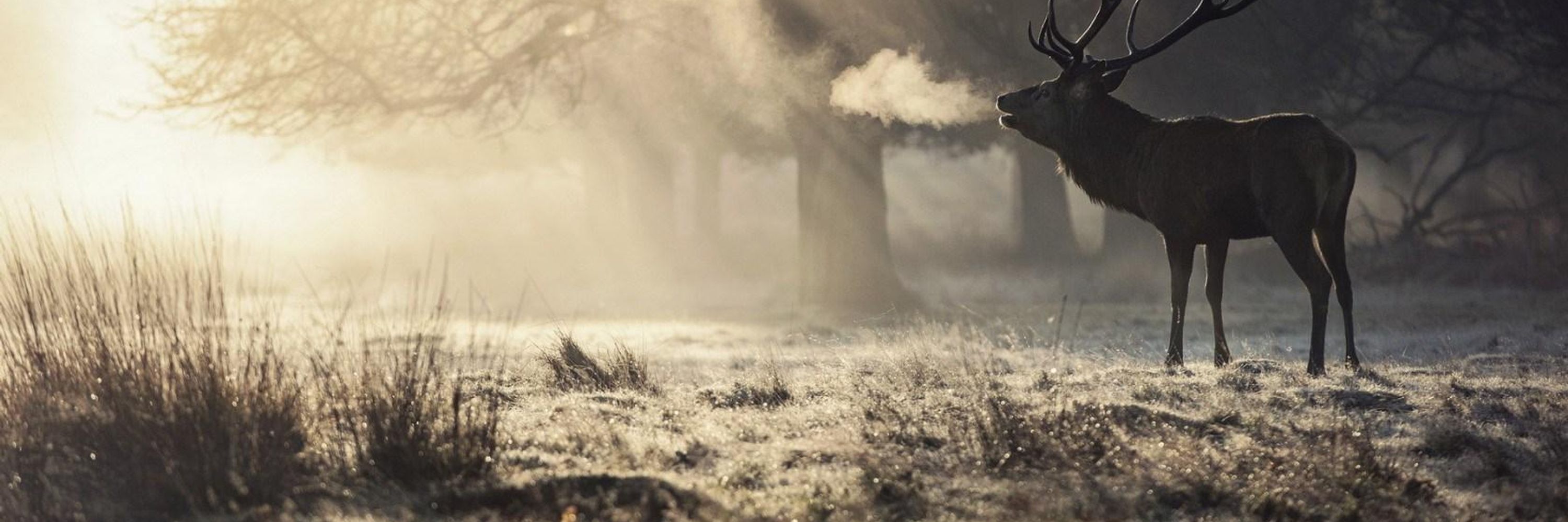 Stag and Clover Apothecary