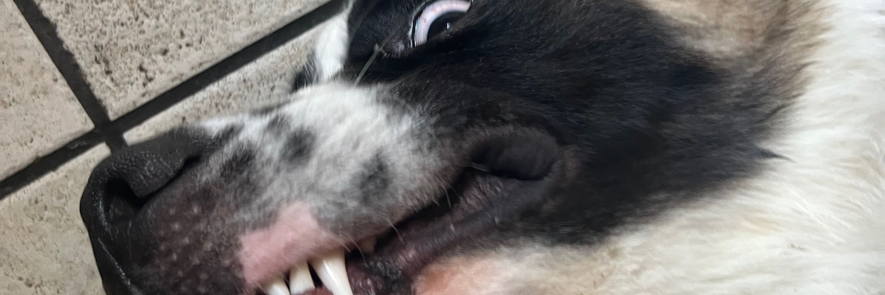 Rex