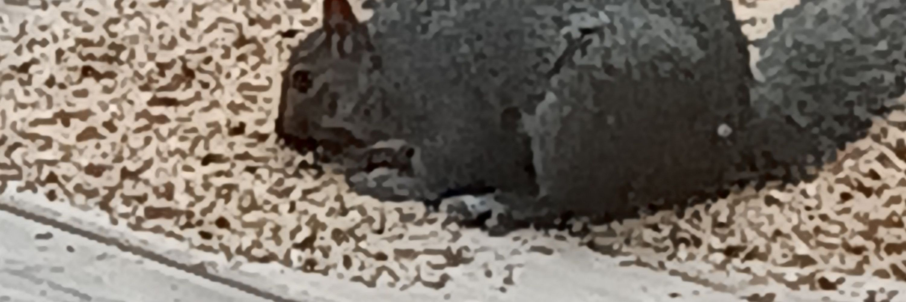 Angi T