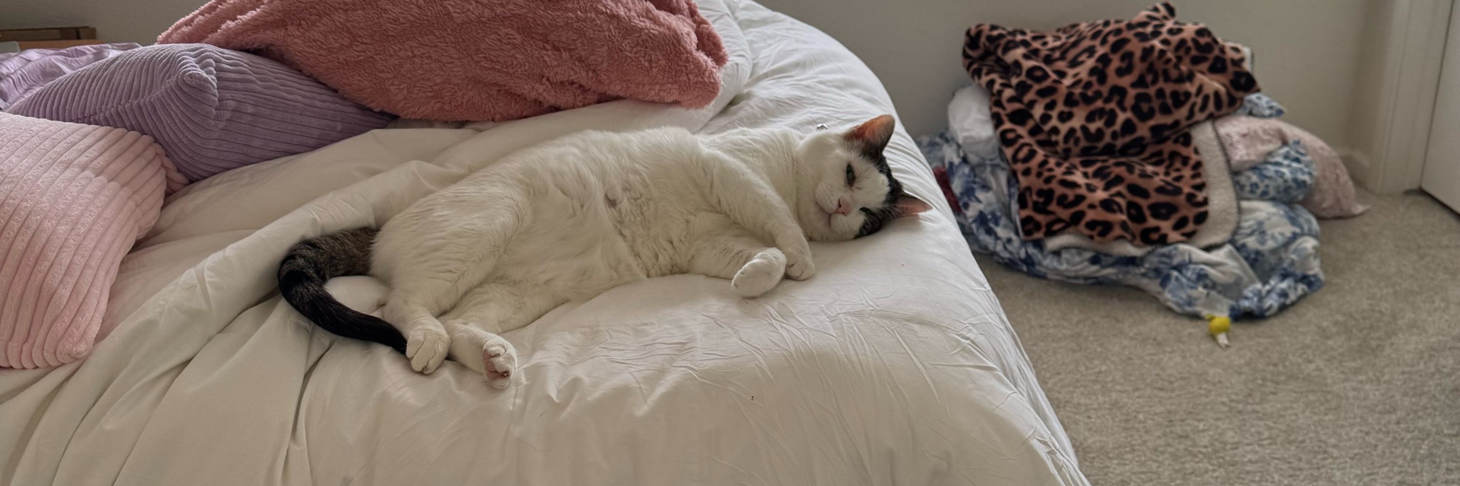 Blu the piebald cat