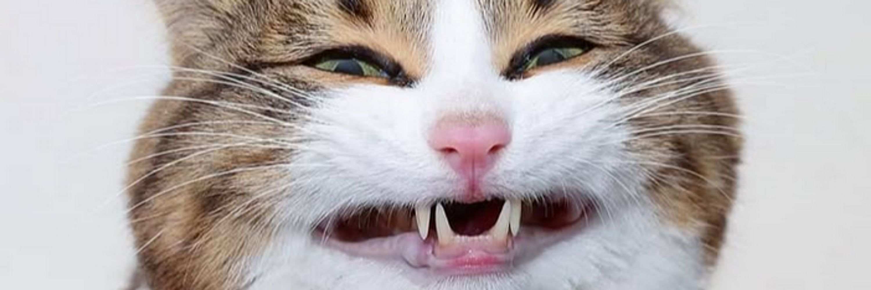 Tabby