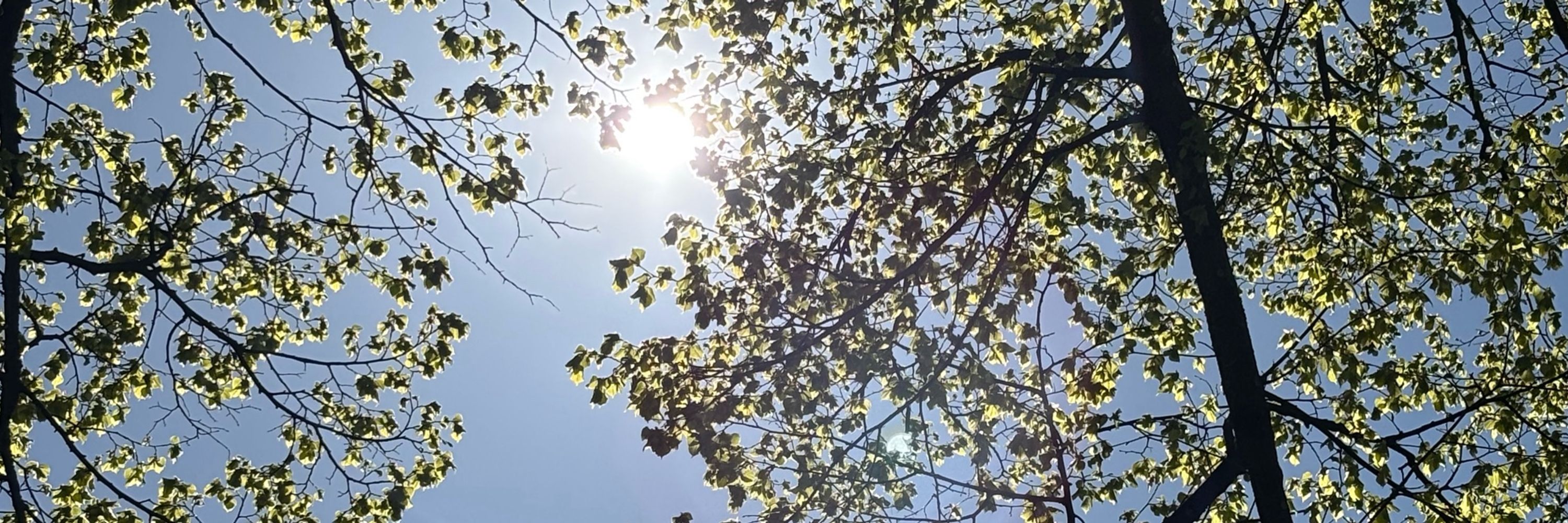Salla Häikiö