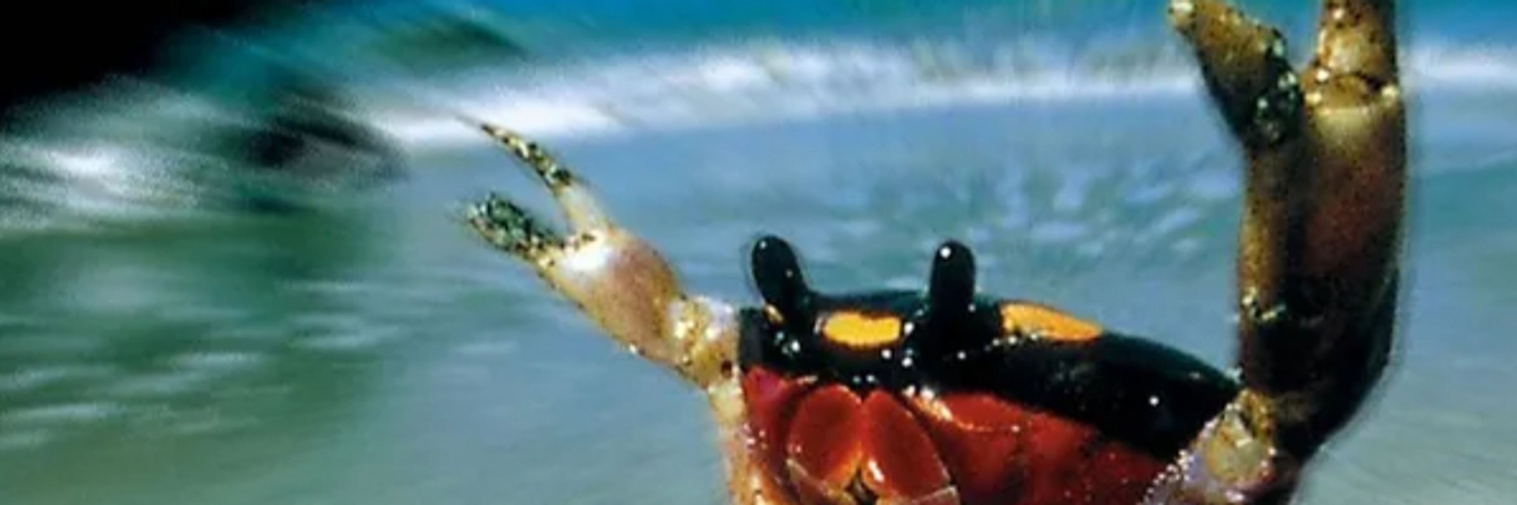 ⛱️Kona del Rio🦀