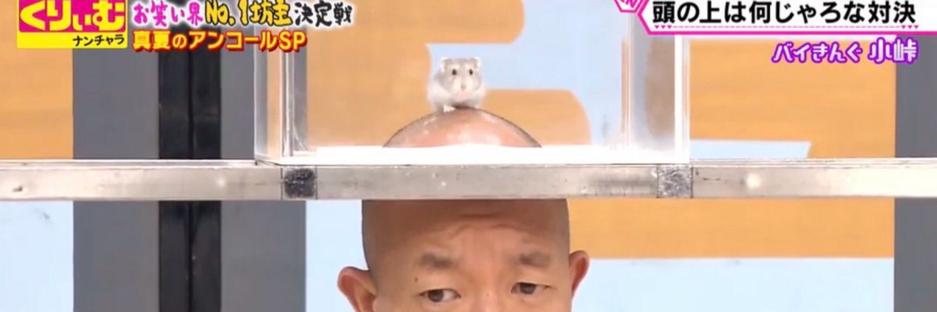 へっぽこ梨太郎