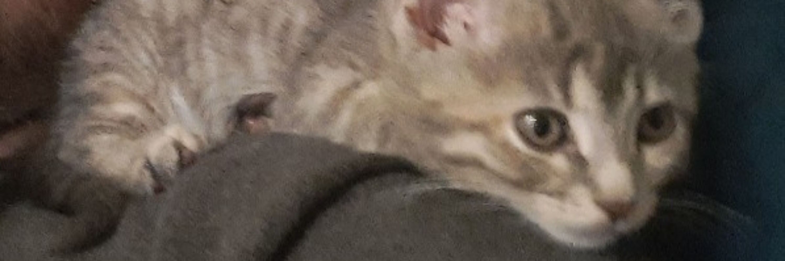 Mini Mew