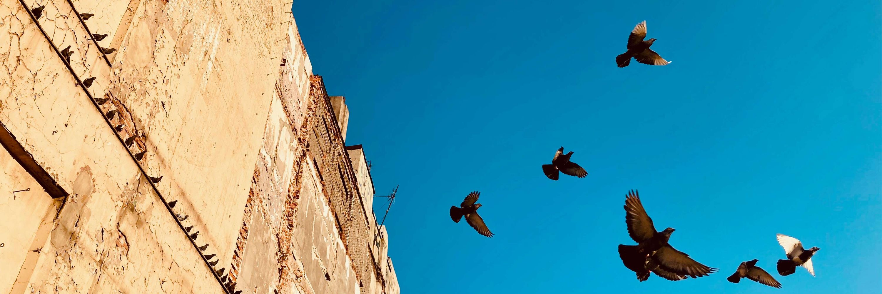 VISION: Envisioning Convivial Europe
