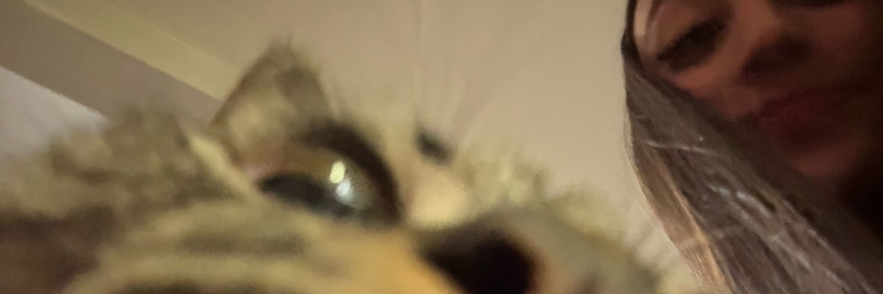 B 🦈