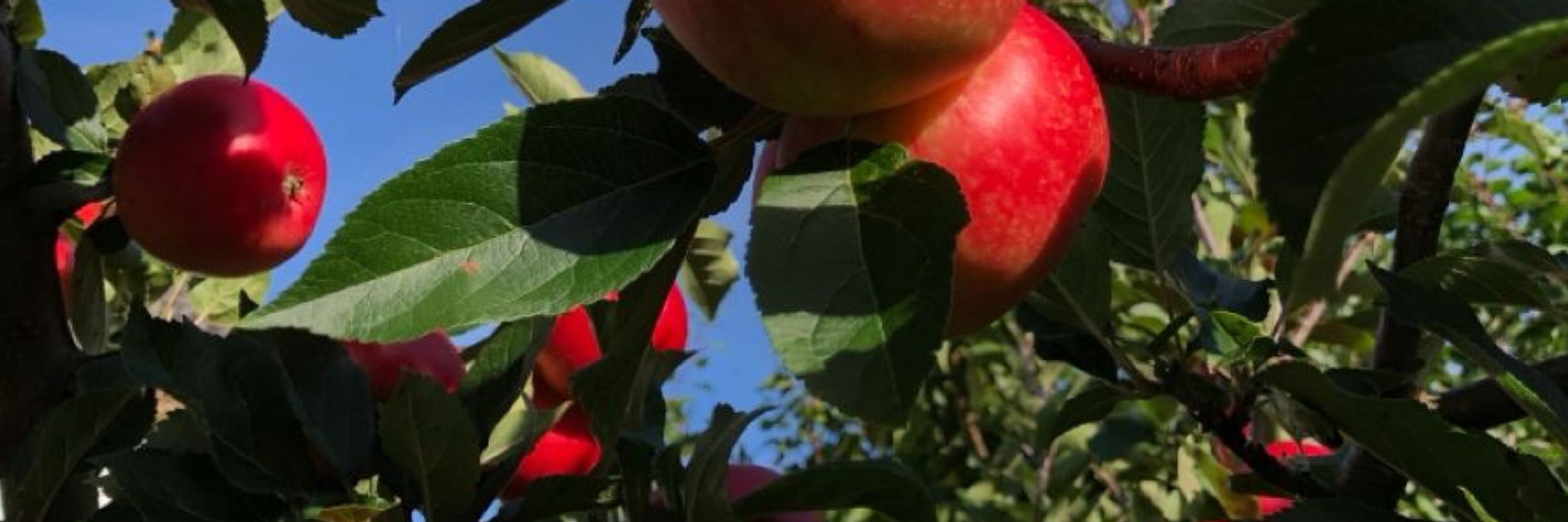 caleb w̷͇͛i̴̠͂ļ̴̀l̵͝ͅ protect you. 🍎