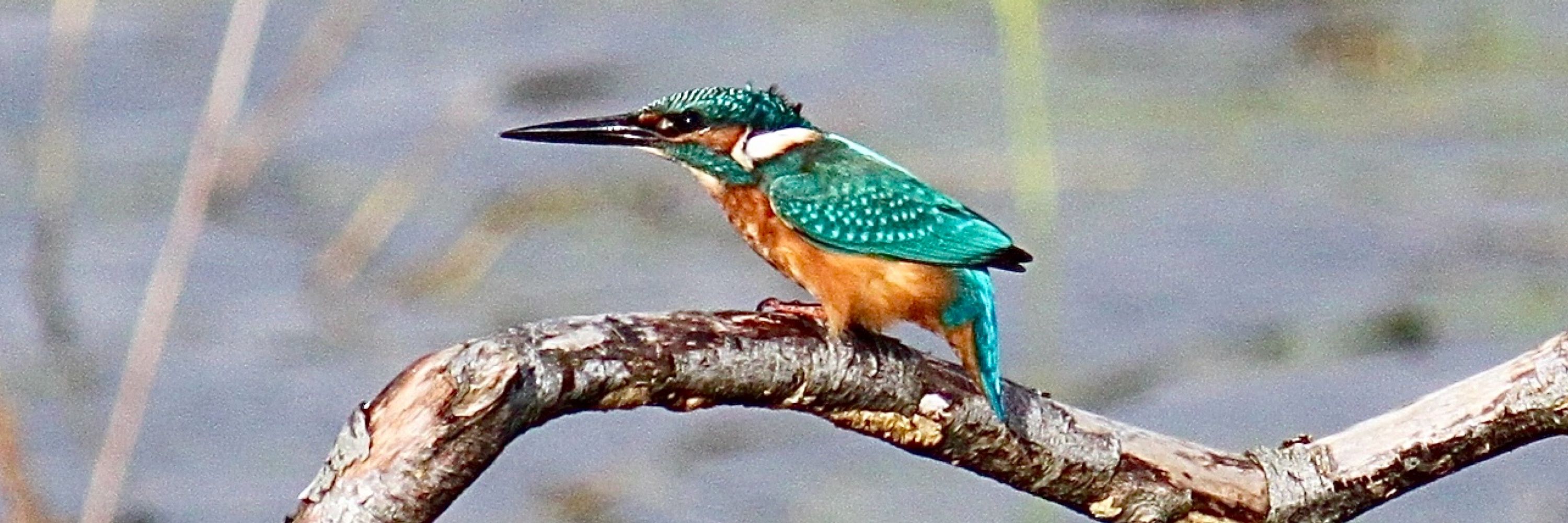 Holmoaks Birder