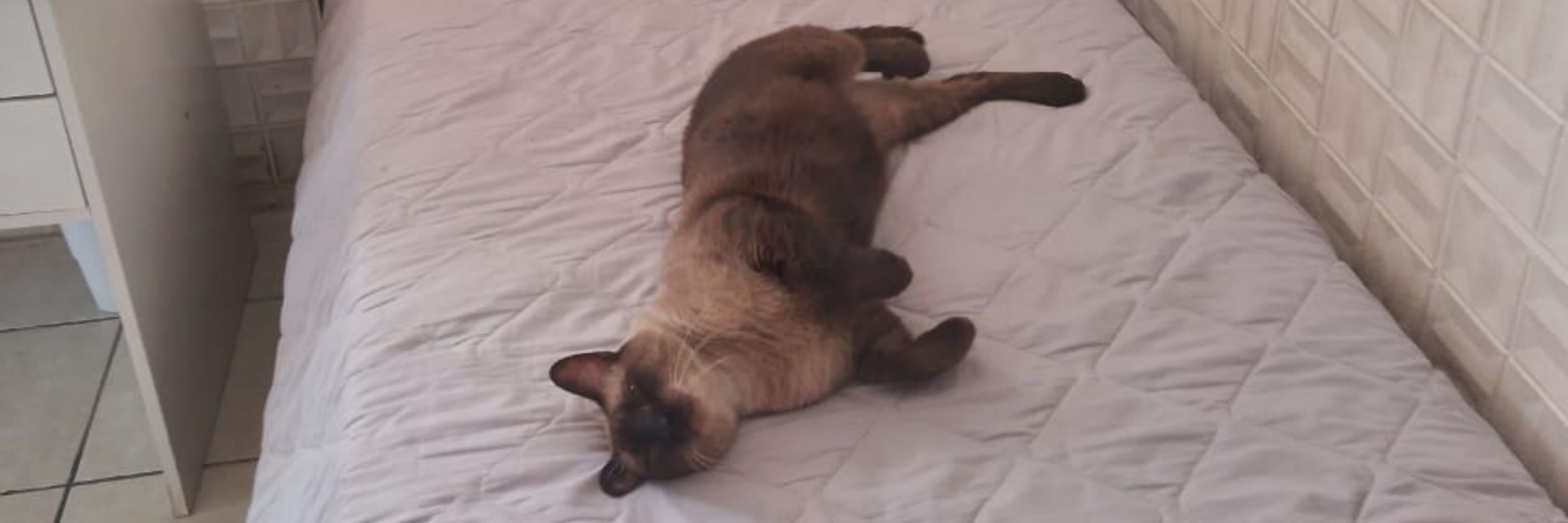 koda