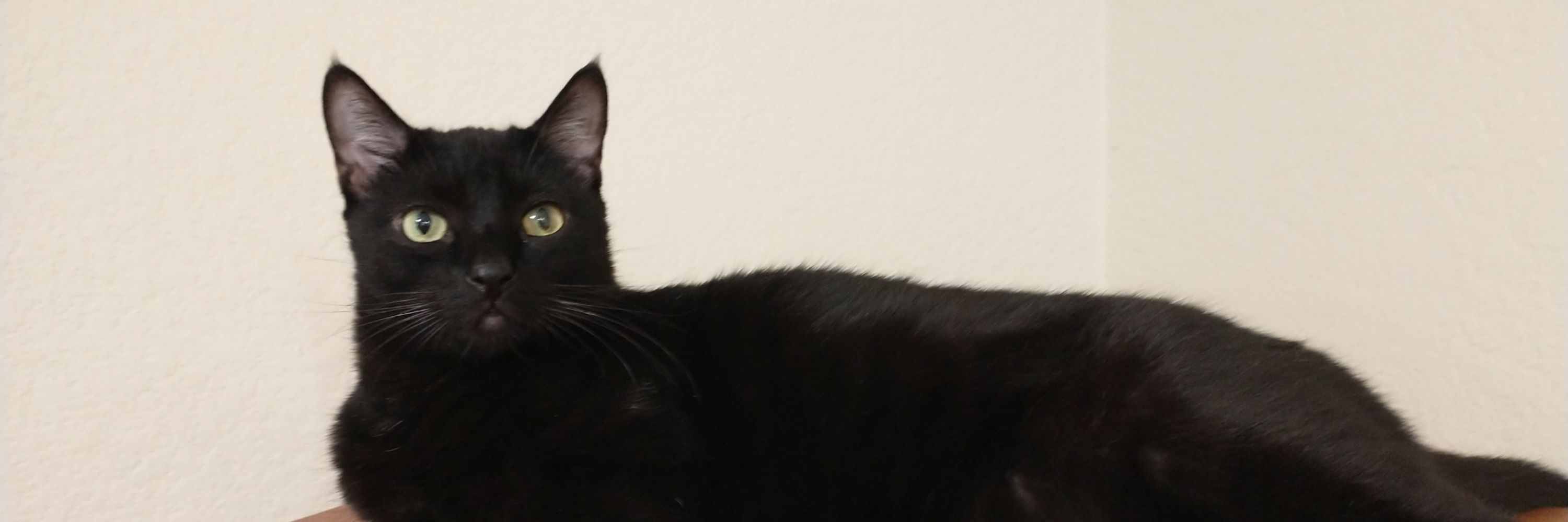 È La Gatta 🐈‍⬛