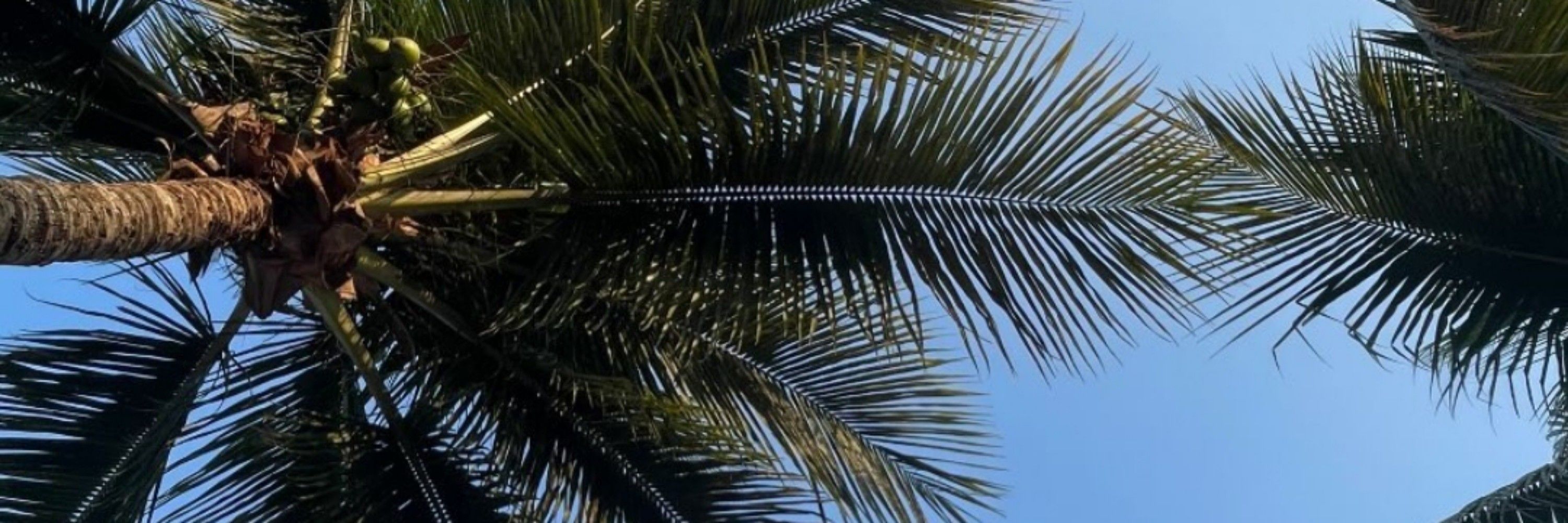 solzinha