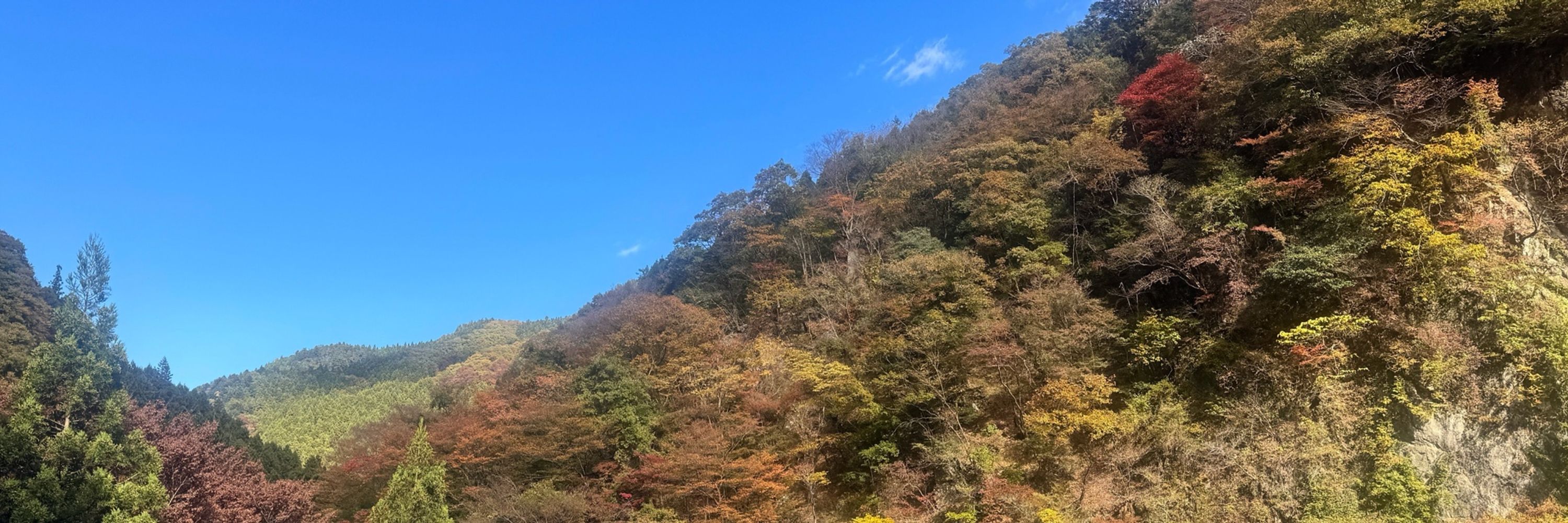 藍葉（熊大嘎嘎咕）