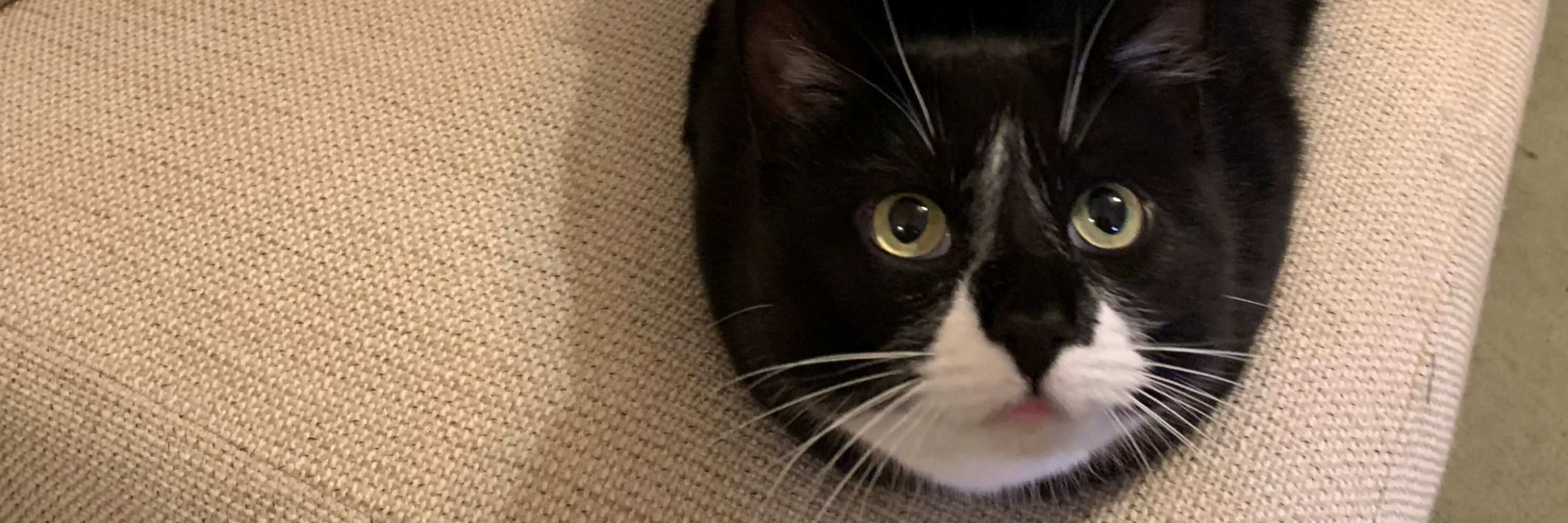 Pauli the Cat