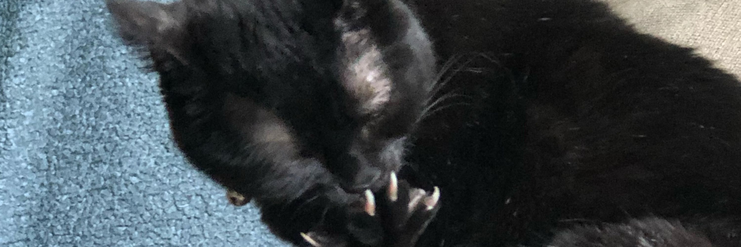Dan