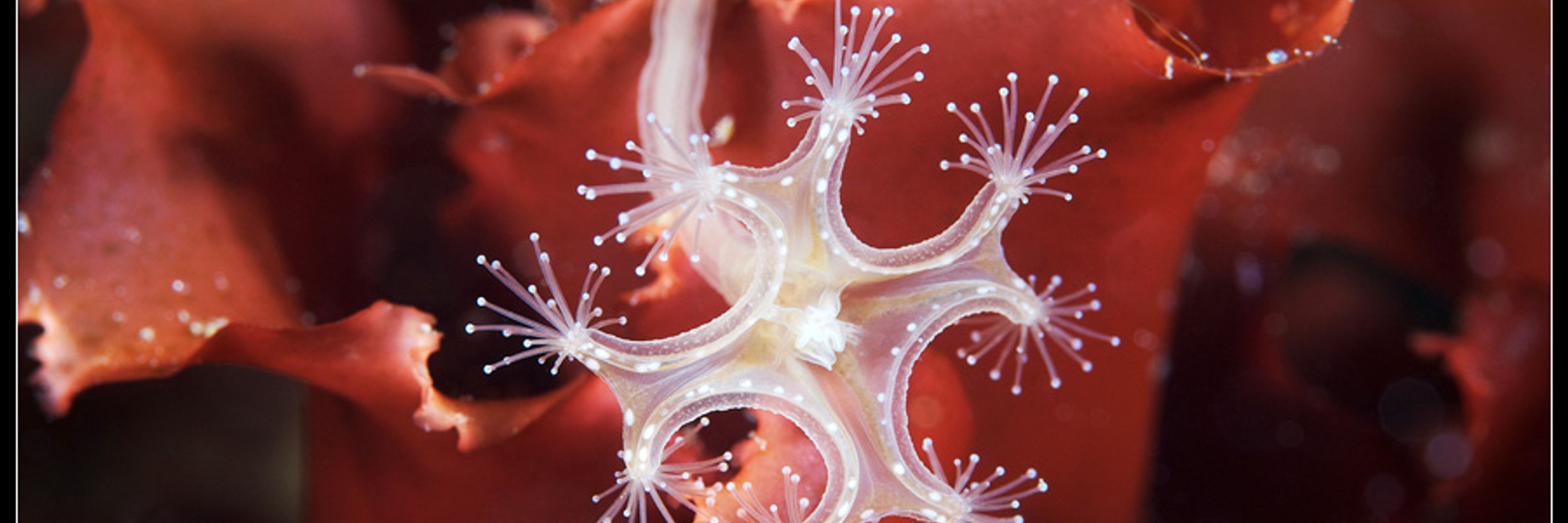 beautifully grotesque fish of the american midwest