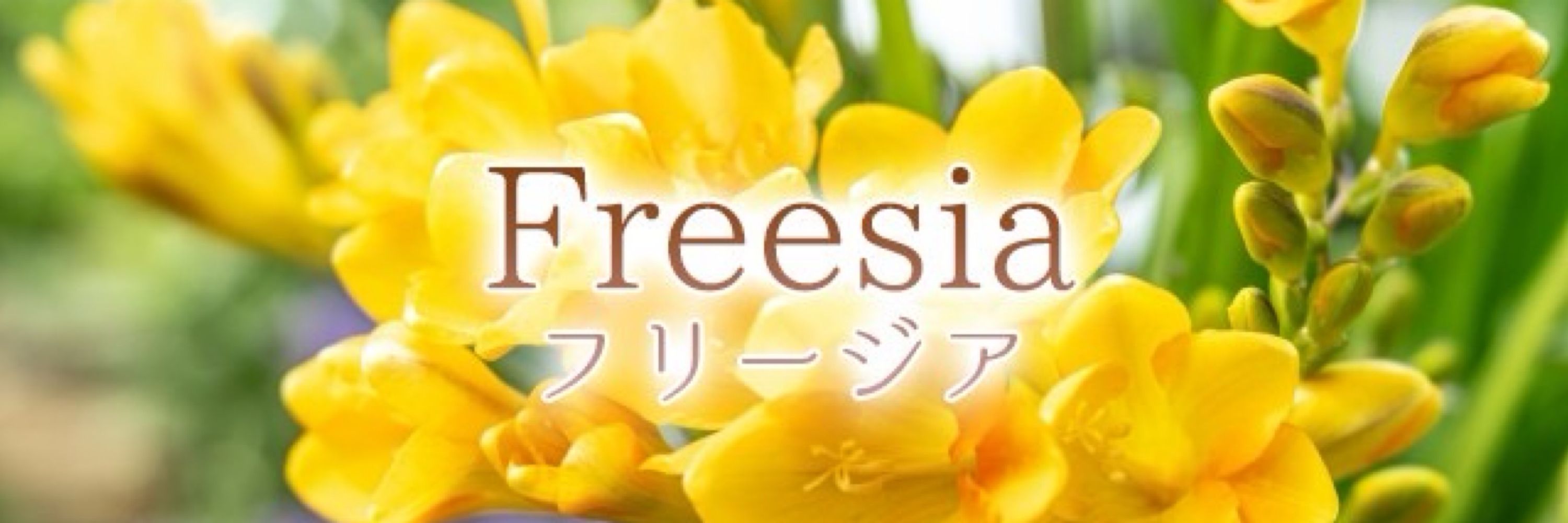 【NEW】フリージア@名東・一社🌼メ ンエス