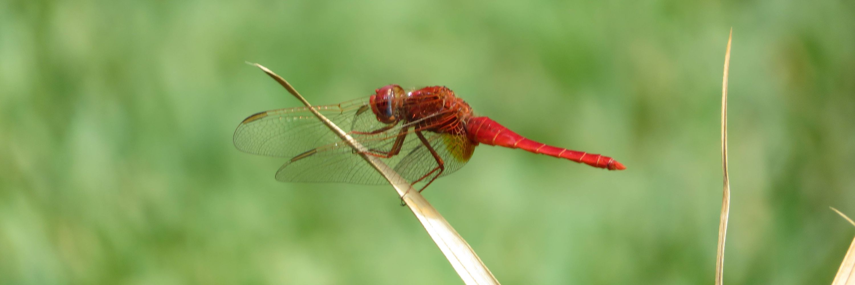Gea