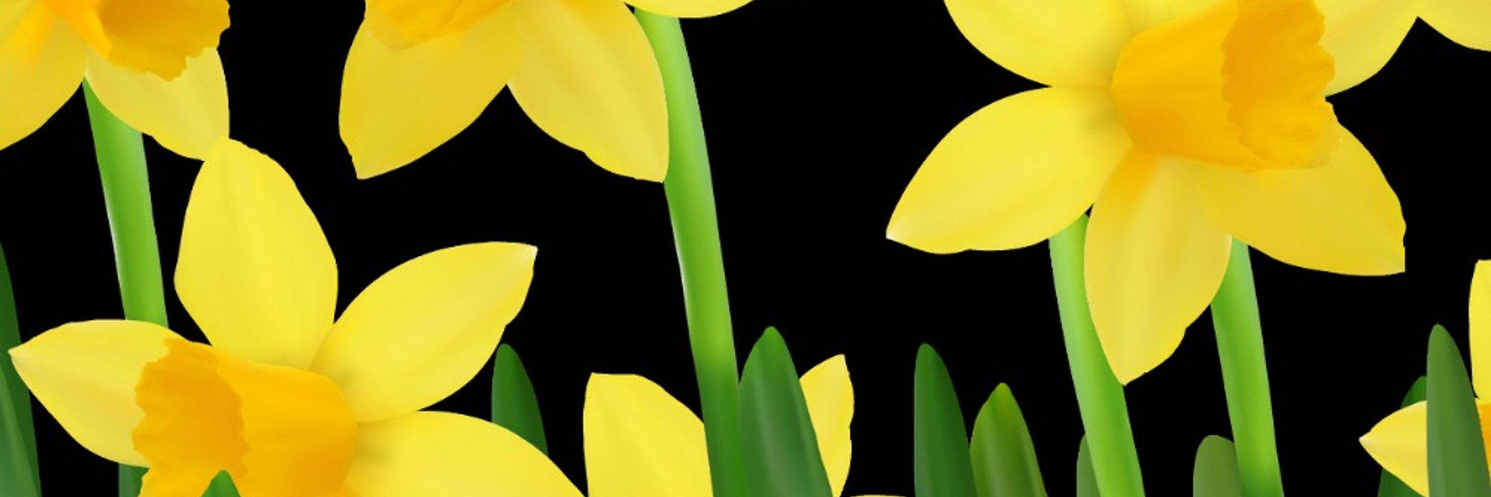 Daffy Dils
