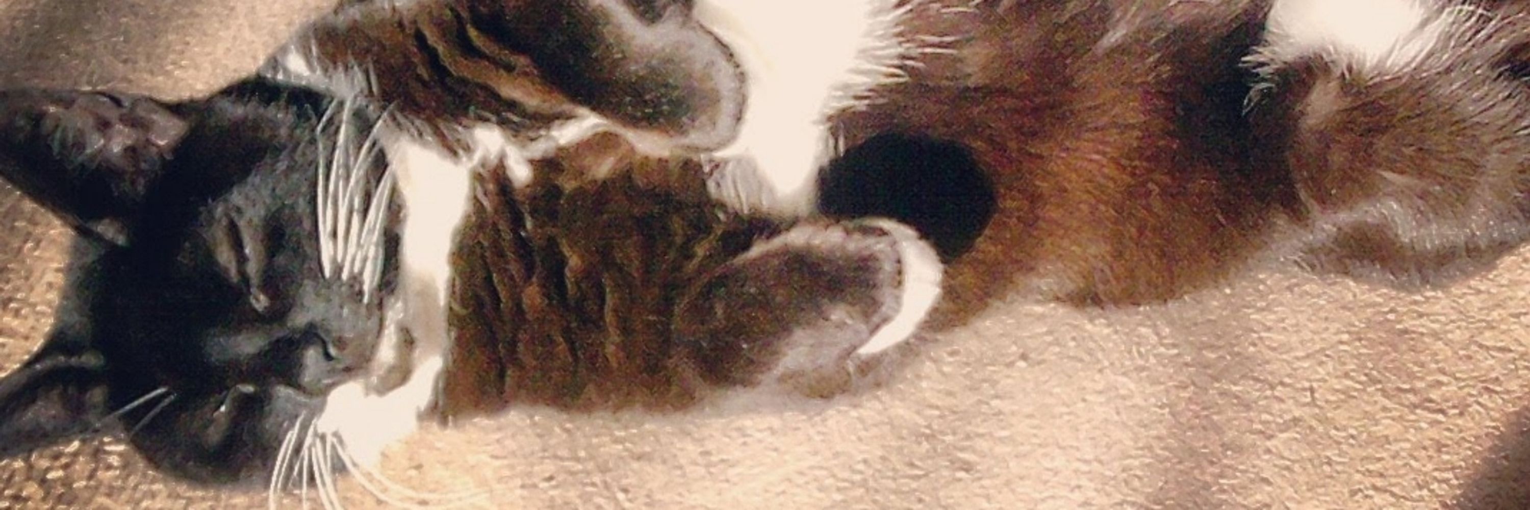 Pebbles