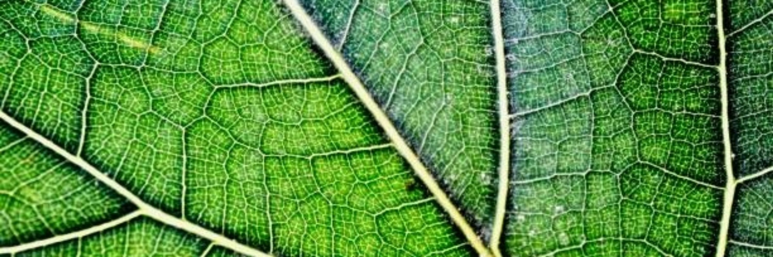 Leafy Greens