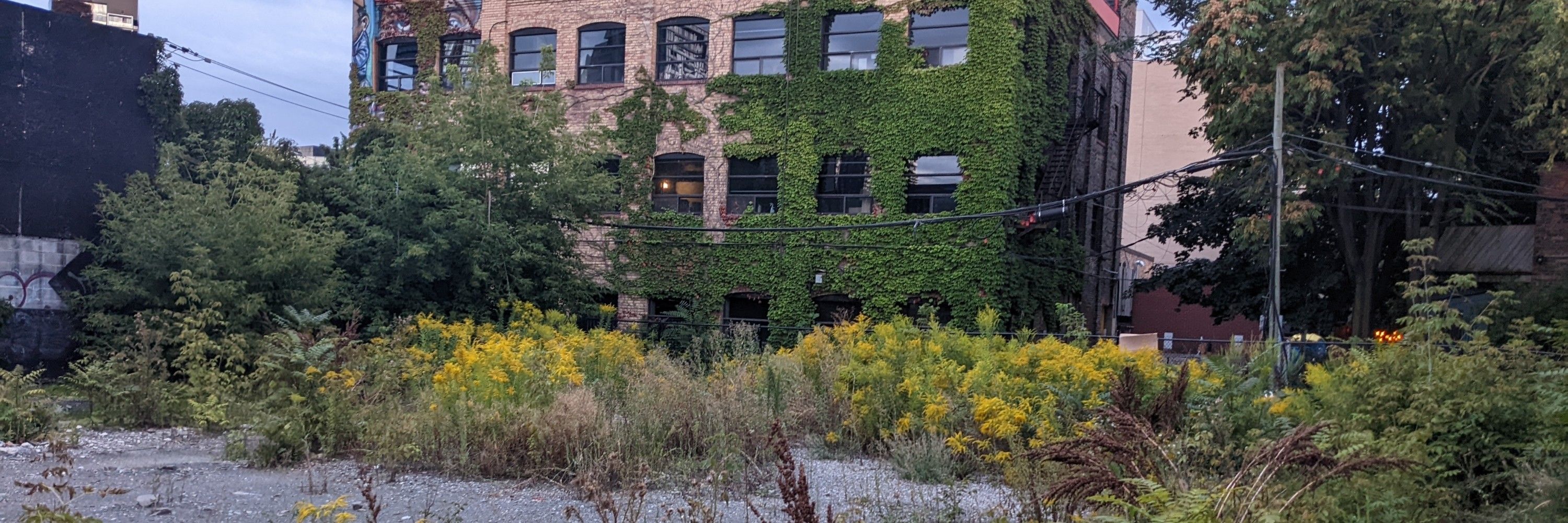 Goldenrod