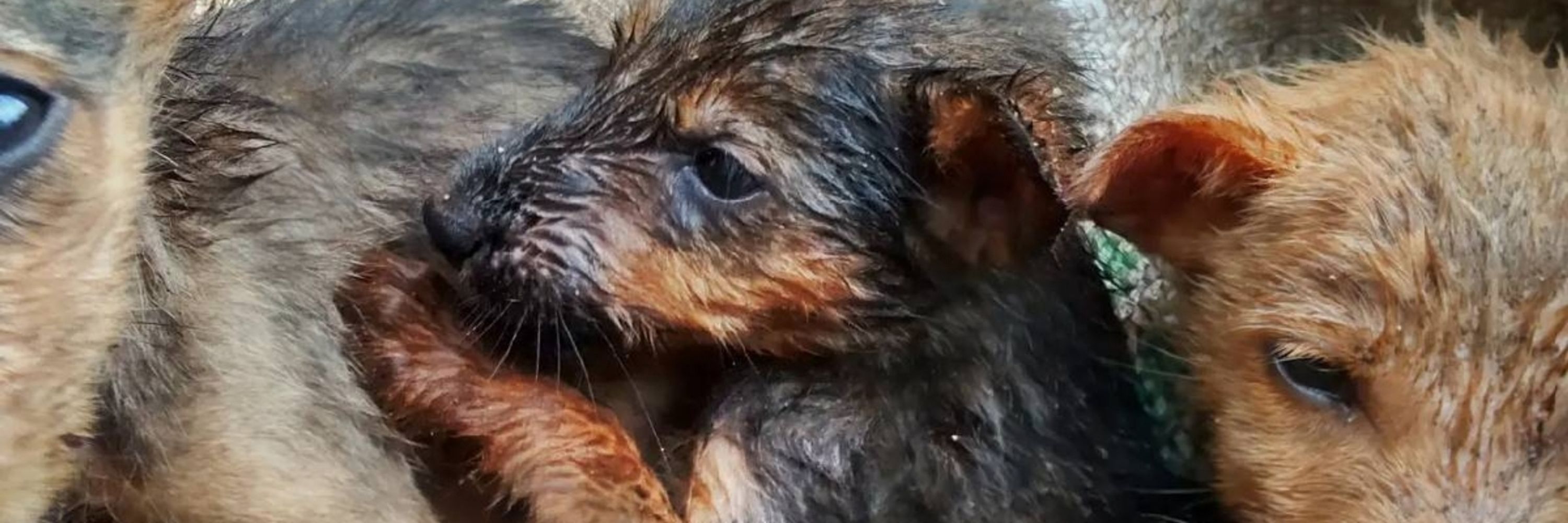 Faruk hope for stray dogs 🐕