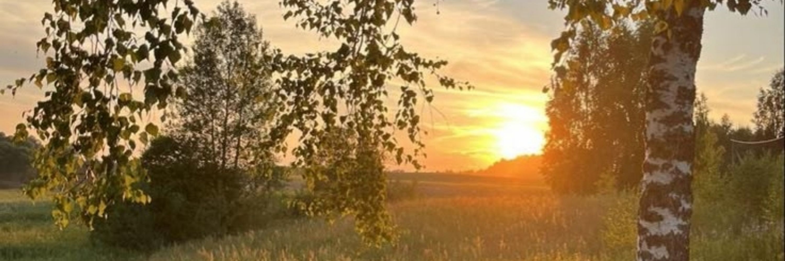 фенхель