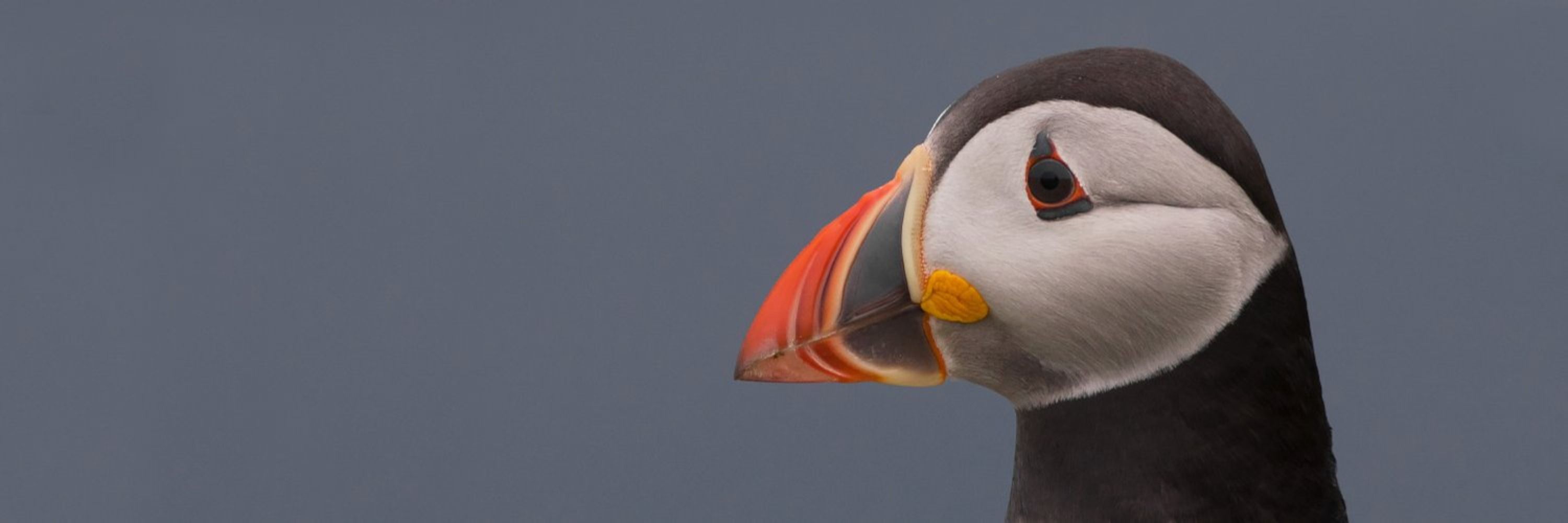 BirdGuides
