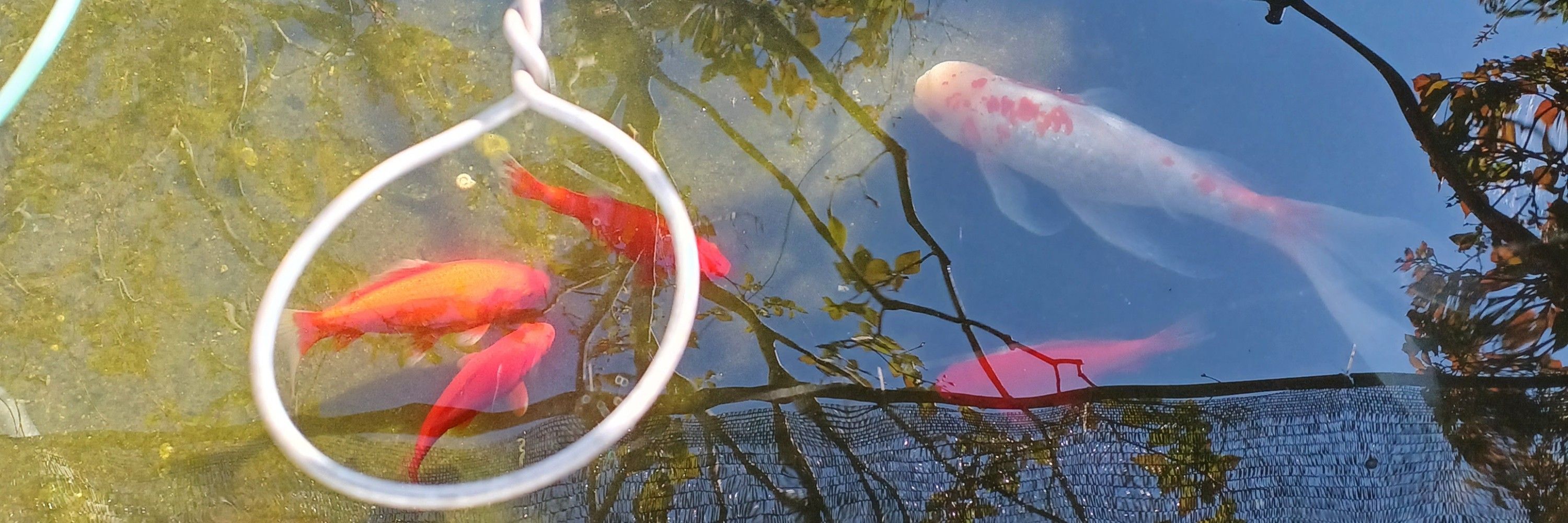 影之丸